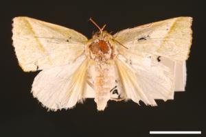 Hylophilodes tsukusensis[00004448]