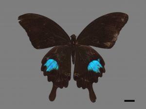 Papilio paris nakaharai[大琉璃紋鳳蝶][00090298]