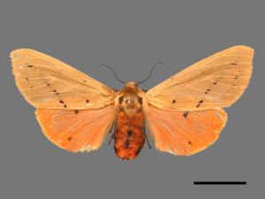 Spilarctia wilemani[褐赭污燈蛾][00018721]
