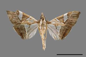 Glyphodes itysalis[00031832]