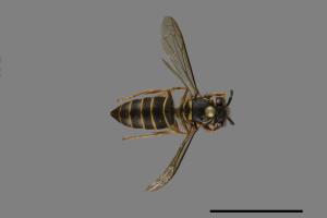 Vespula flaviceps[細黃胡蜂][00072956]