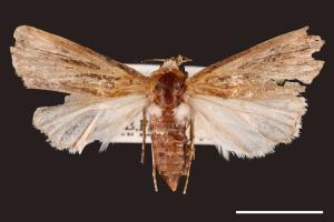 Agrotis biconica[00000706]