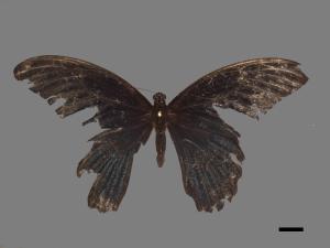 Papilio memnon heronus[大鳳蝶][00090407]