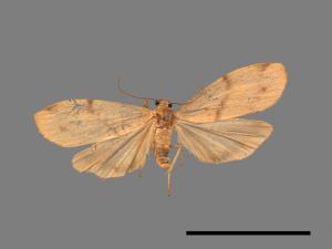 Mithuna arizana[雙線苔蛾][00042681]