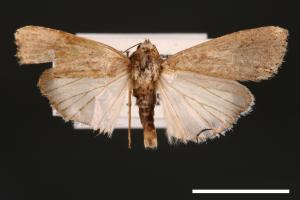 Spodoptera exigua[甜菜夜蛾][00002758]