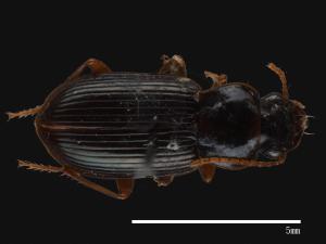 <已分類>Family：Carabidae[步行蟲科][00092680]