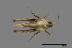 <已分類>Family：Tetrigidae[菱蝗科][00087958]