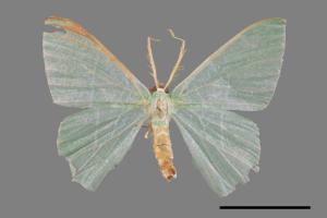 Pelagodes falsarius[弧翠尺蛾][00054702]