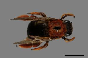 Xylocopa ruficeps[紅胸木蜂][00074679]