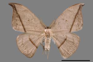Albara reversaria opalescens[單帶鉤蛾][00018994]