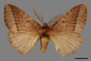 Apona fuliginosa[兩色帶蛾(灰帶蛾)][00018147]