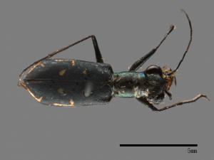 Cylindera kaleea[00081801]