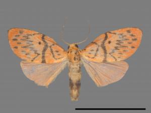 Aberrasine lichenshihi[禮正異葩苔蛾][00052637]