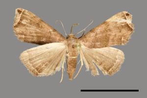 Hipoepa biasalis[00011710]
