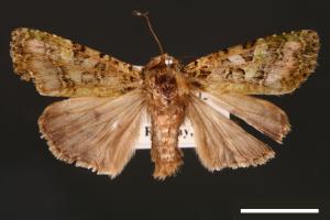 Euplexidia angusta[00001935]