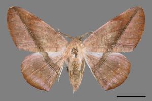 Sarcinodes yayeyamanus[一線沙尺蛾][00051003]