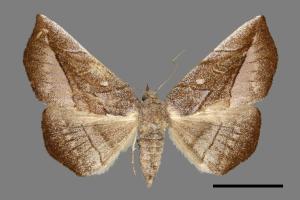 <已分類>Genus：Mecodina[00007474]