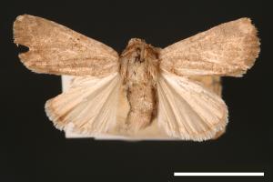 Spodoptera pecten[梳灰翅夜蛾][00002891]