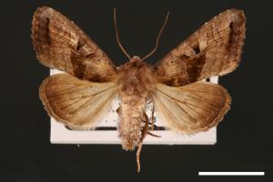 Phlogophora conservuloides[燭影錦夜蛾][00002012]