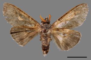 Calliteara postfusca[波茸毒蛾][00044550]