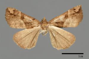 Hypena tenebralis[00009921]