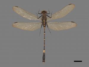 Merogomphus paviei[窄胸春蜓][00103061]