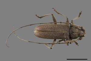 Stromatium longicorne[家天牛][00080267]