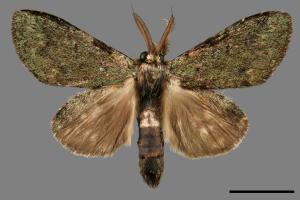 Syntypistis viridipicta[基青舟蛾][00061076]