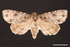 Acronicta albistigma[00000437]