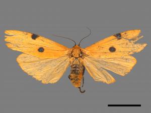 Conilepia nigricosta paiwan[藍緣苔蛾][00051761]