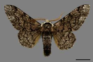 Biston robustus subrobustus[白頂突峰尺蛾][00091402]