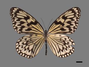 Idea leuconoe clara[大白斑蝶][00061473]