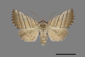 Pygopteryx fulva[00122318]