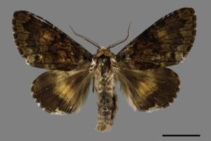 Trisuloides sericea[后夜蛾][00028579]