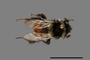 Bombus formosellus[信義熊蜂][00074727]