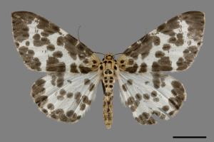 Percnia luridaria nominoneura[雙胡麻斑星尺蛾][00092774]