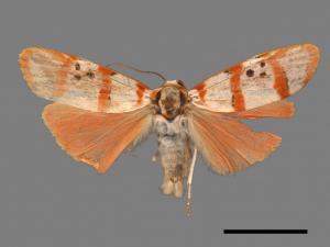 Cyana quadripartita[三斑叉紋苔蛾][00039887]