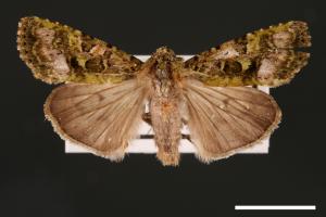 Euplexidia angusta[00001937]