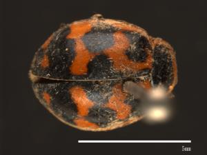 Harmonia octomaculata[八斑和瓢蟲][00084993]