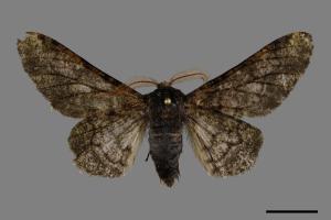 Biston robustus subrobustus[白頂突峰尺蛾][00094897]