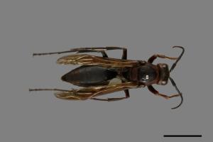 Polistes tenebricosus[赭褐長腳蜂][00074411]