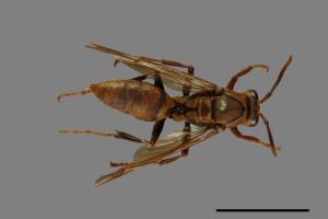 Polistes formosanus[00073586]