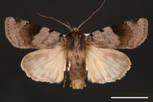 Diarsia nigrafasciata[黑帶歹夜蛾][00000893]