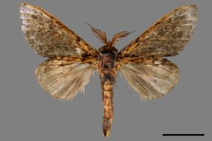 Syntypistis perdix confusa[佩跨舟蛾][00028412]