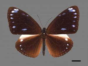 Euploea eunice hobsoni[圓翅紫斑蝶][00014031]