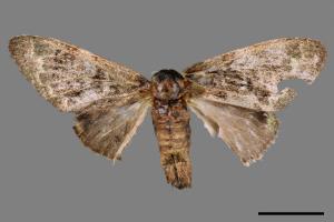 Vaneeckeia pallidifascia centrobrunnea[褐丸舟蛾][00069699]