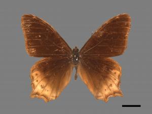 Zophoessa dura neoclides[白尾黑蔭蝶][00015335]