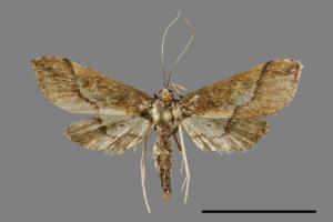 Hydriris ornatalis[00029024]