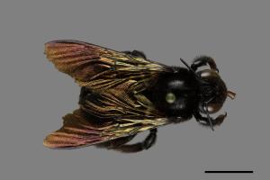 Xylocopa fuliginata[圓黑木蜂][00074798]