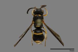 Parancistrocerus kuraruensis[鐘腰螨寄蜾臝][00085955]